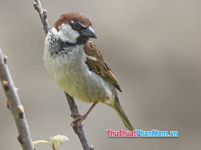 chim se bay vao nha chet 025236471