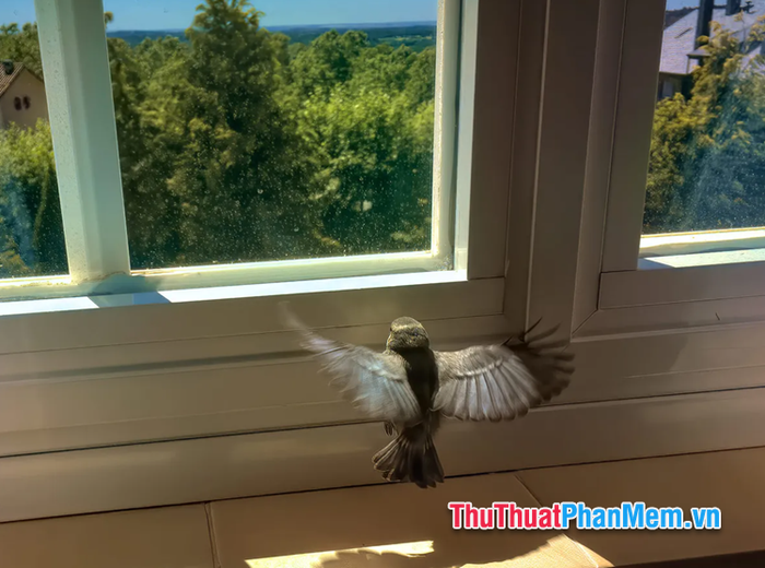 chim se bay vao nha la diem gi tot hay