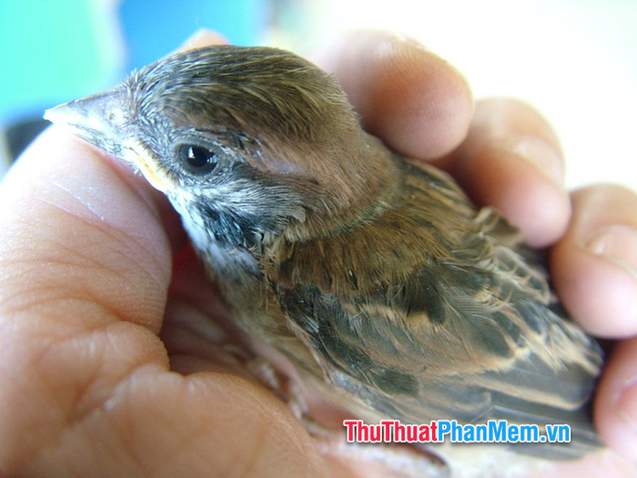 chim se bay vao nha vao ban ngay 025354971