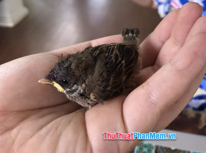 chim se non bay vao nha 025324268