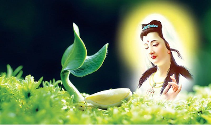 dao_va_doi_1_tgkm-1356 Tâm bi trong kinh Pháp cú 2