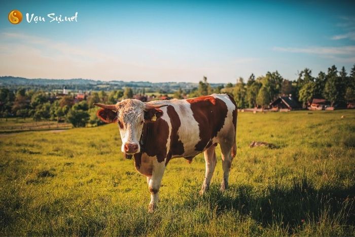 diem bao tot xau khi mo thay con bo