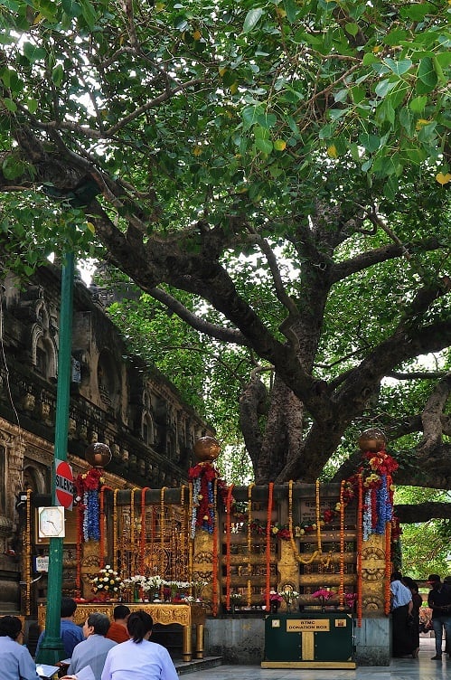 Cội bồ đề nơi Đức Phật thành đạo