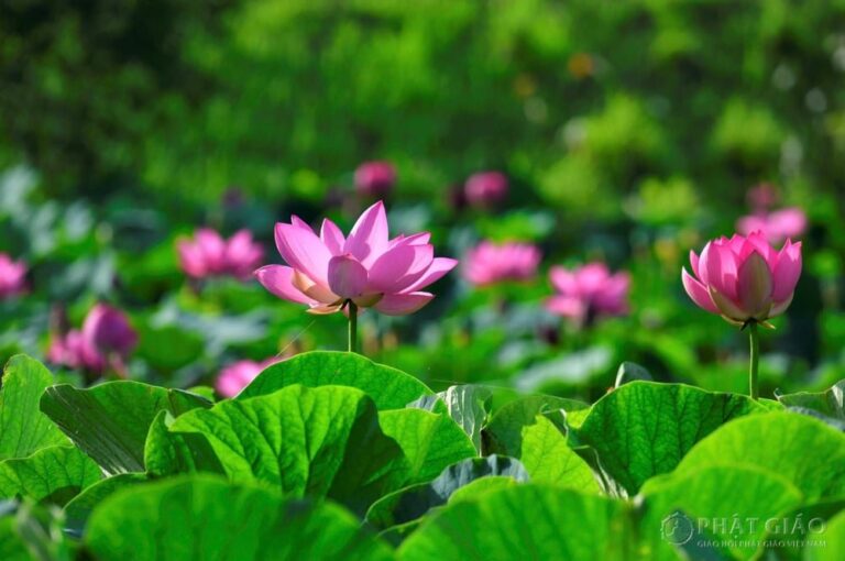 hoa sen co y nghia gi 1103 1