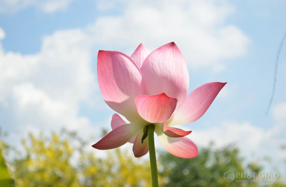 Hoa sen là một biểu tượng của Phật giáo, vì sao? 2