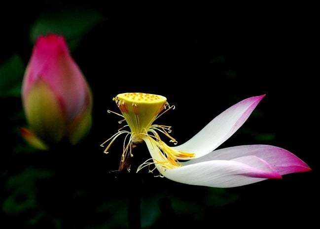 Các nguyên nhân dẫn đến hoạnh tử