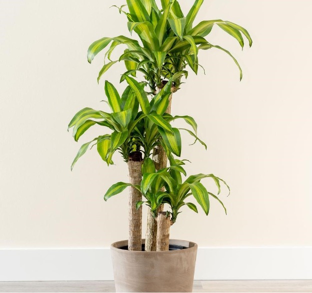 Cây Thiết Mộc Lan mang lại may mắn