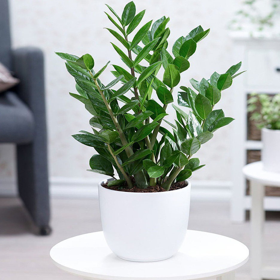 Cây Kim Tiền mang lại tài lộc