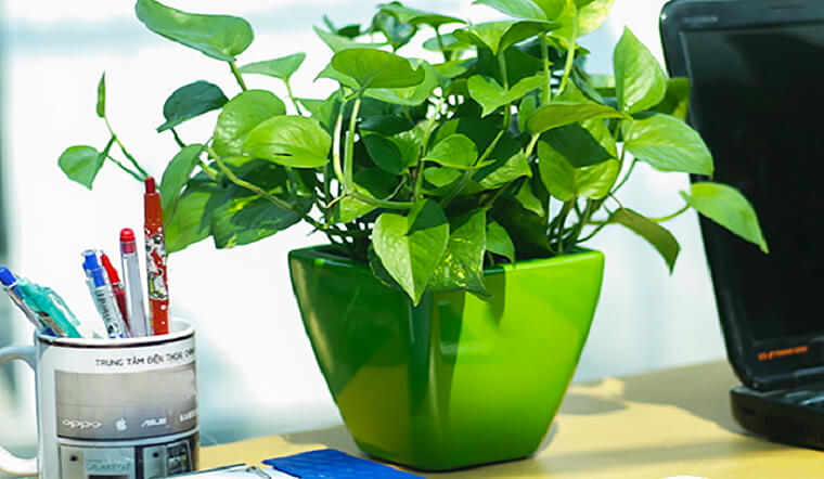 cây xanh trên bàn làm việc