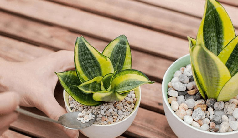 cây Lưỡi Hổ trên bàn làm việc