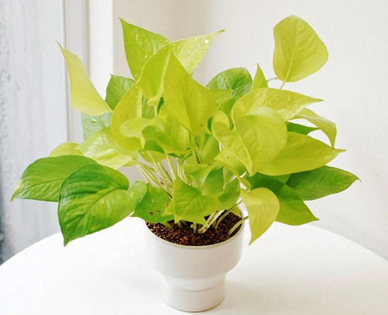 cây Trầu Bà Vàng dễ trồng