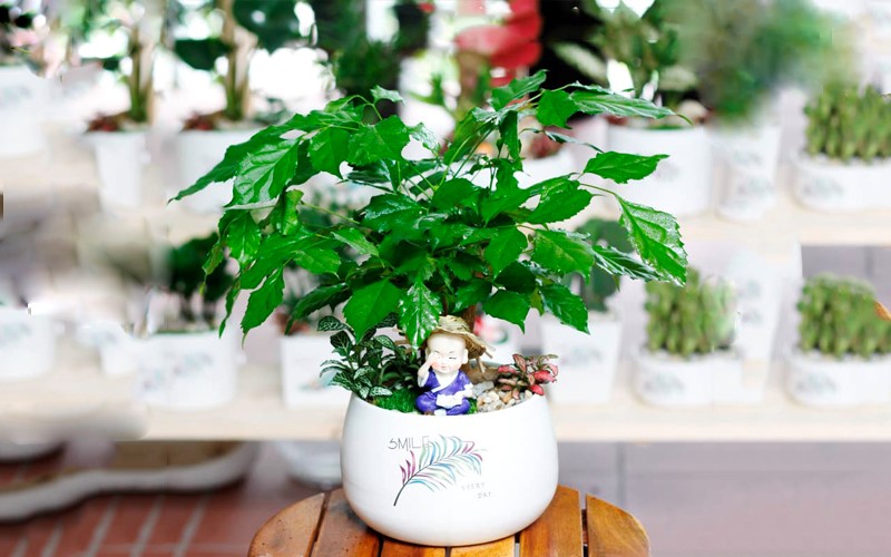 cay-hanh-phuc-cho-tuoi-giap-ty