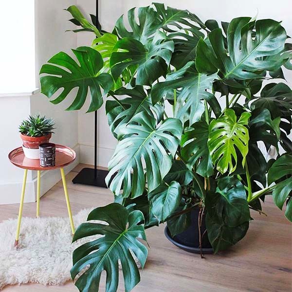 cay-tr-ba-cho-tuoi-canh-ty