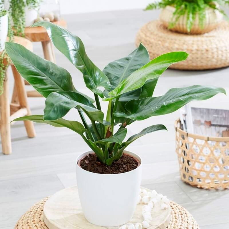 cay-tr-ba-de-vuong-xanh-cho-tuoi-nham-ty