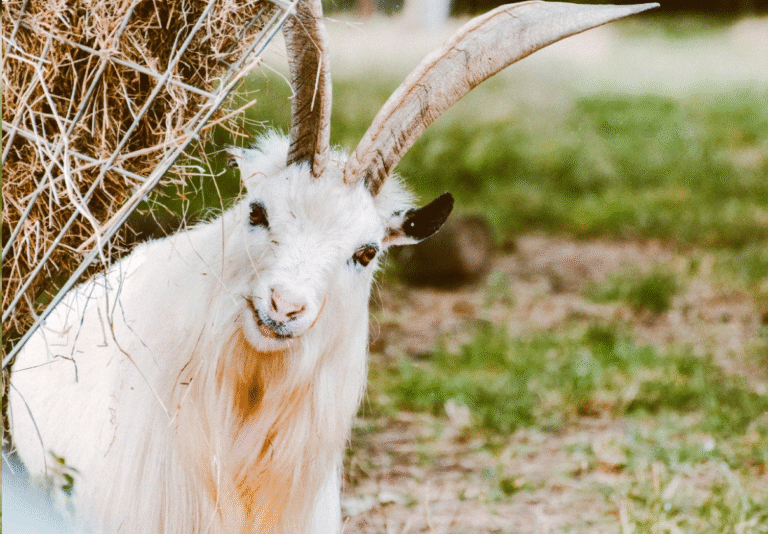 image upload 1702398257 1 1