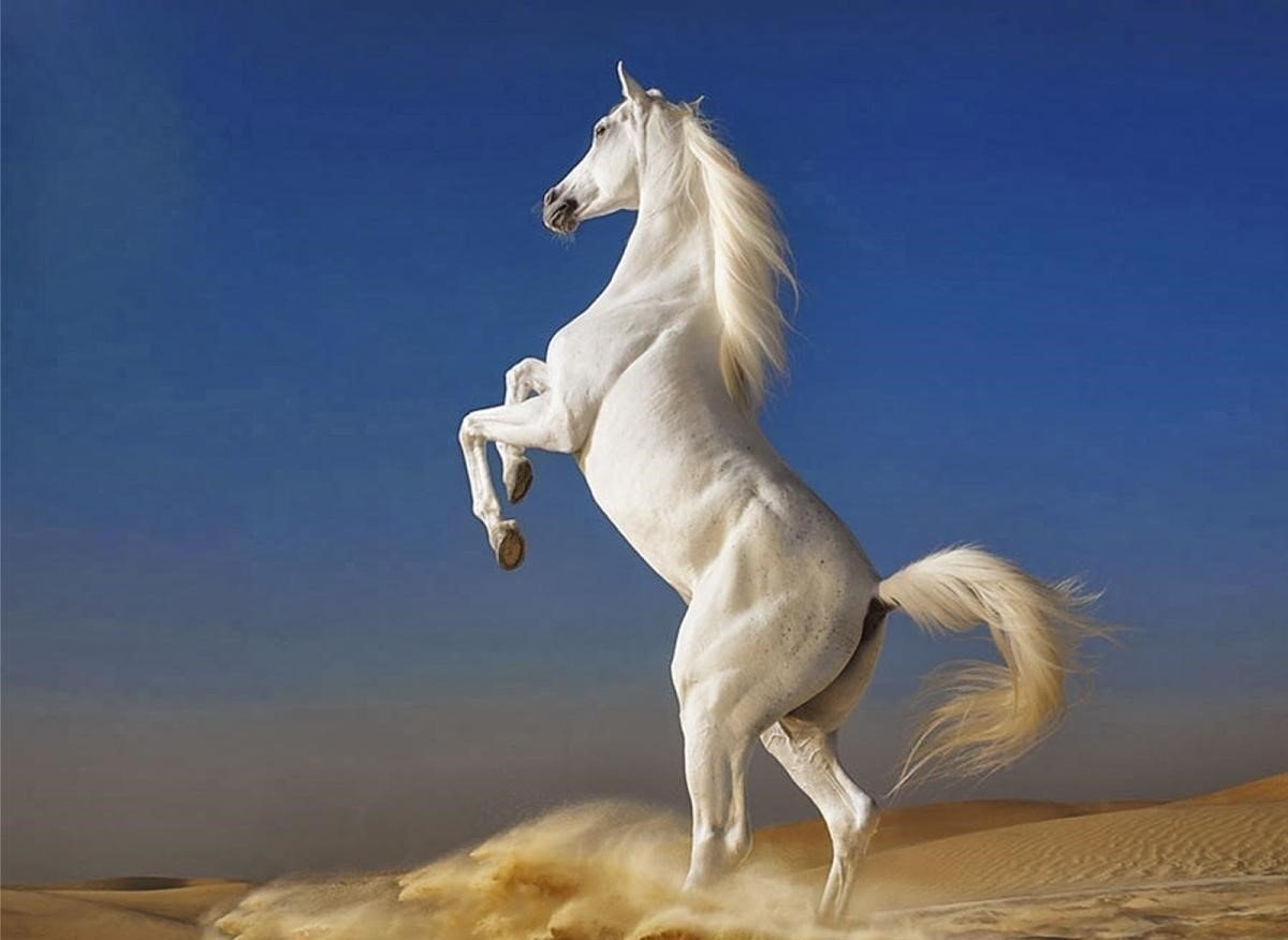 Năm 2024, cuộc sống của tuổi Giáp Ngọ sẽ có nhiều điều tích cực hơn