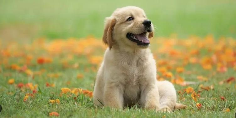 Nam mạng tuổi Nhâm Tuất 1982 nên chọn ngày giờ nào để xuất hành làm những việc quan trọng