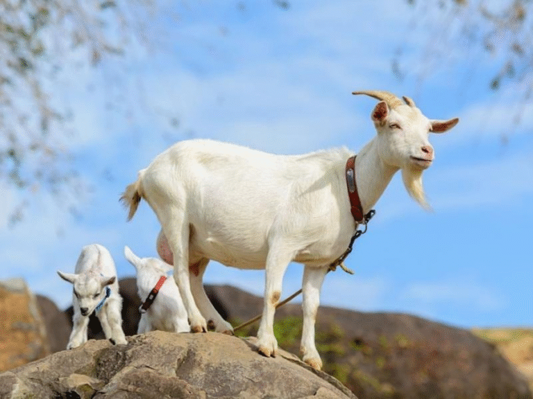 image upload 1732142731 picture5 1