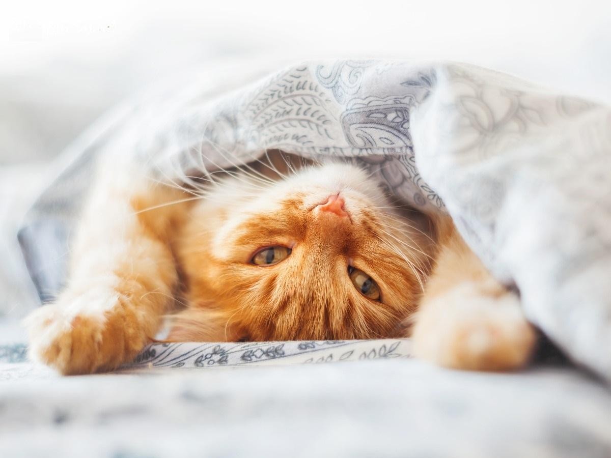 image upload 1732234591 2