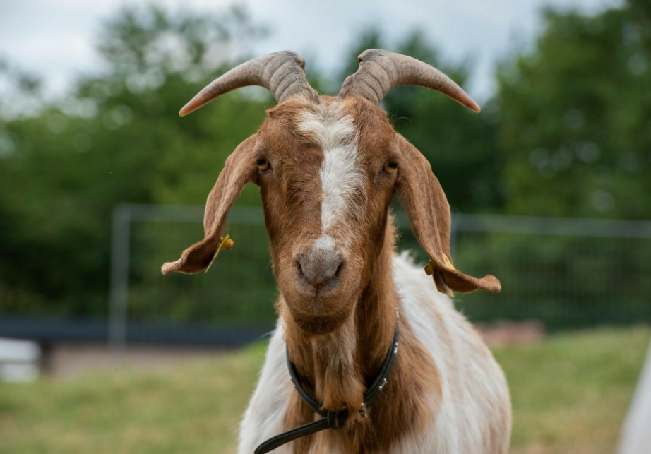 image upload 1732790595 mceclip0