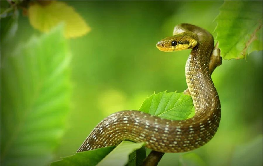 Tình duyên tuổi Đinh Tỵ 1977 tháng 12 năm 2024 Âm lịch Tình duyên tuổi Đinh Tỵ 1977 tháng 12 năm 2024 Âm lịch