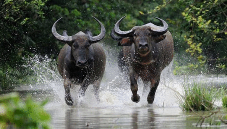 Sự nghiệp thăng tiến lớn: Tử vi 12 con giáp hôm nay 26/3/2025, đặc biệt tuổi Hợi 2 image upload 1742873146 screenshot 2025 03 25 102333 1