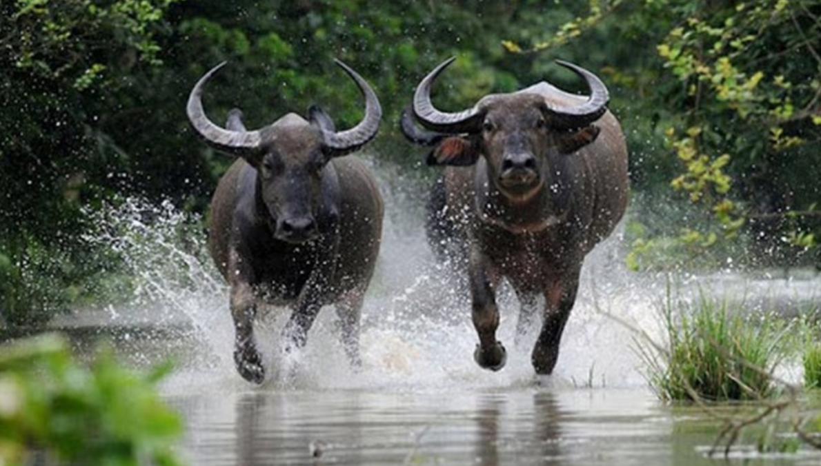 Hình ảnh minh họa cho tử vi tuổi Sửu image upload 1742873146 screenshot 2025 03 25 102333