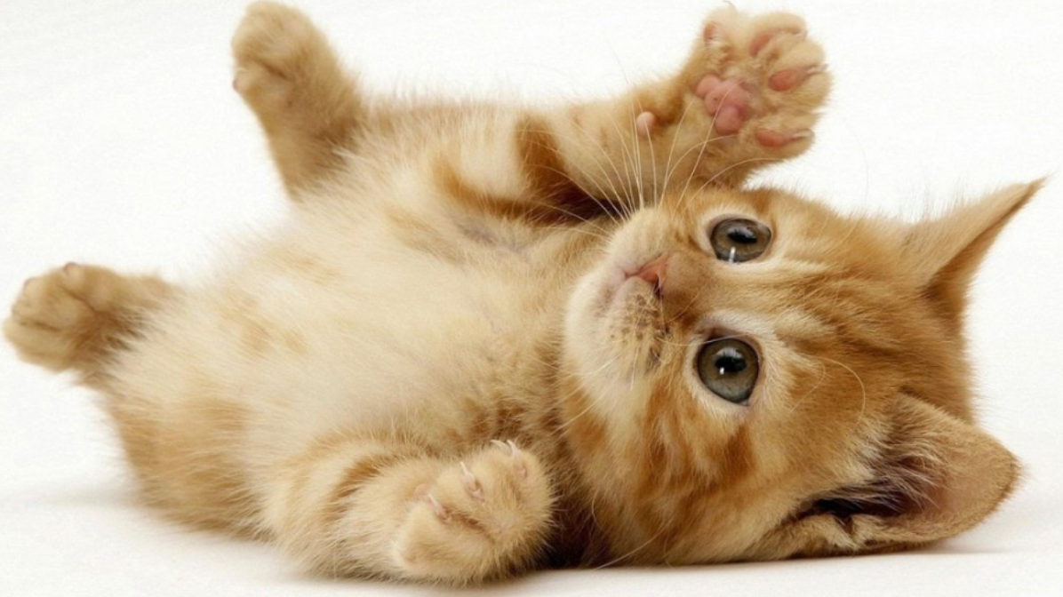 Hình ảnh minh họa cho tử vi tuổi Mão image upload 1742873160 screenshot 2025 03 25 102340