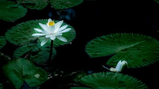 Minh họa về khả năng nhìn thấy kiếp trước và kiếp sau