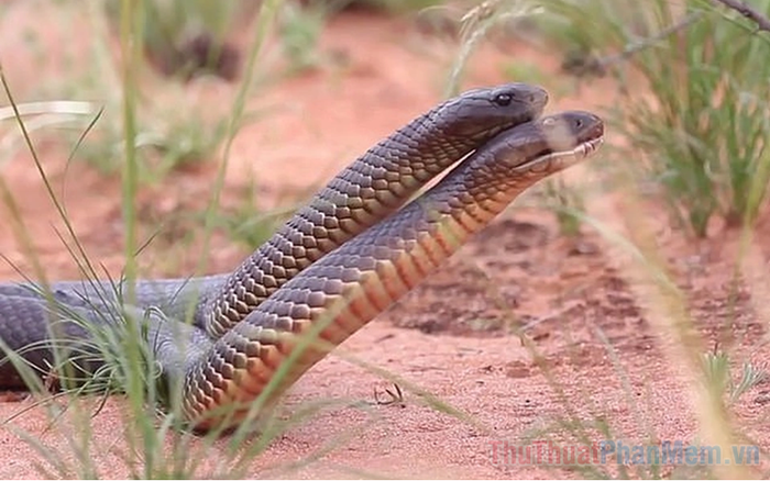 mo thay 2 con ran la diem gi so bao nhieu tot hay