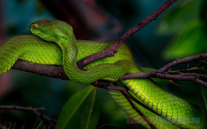 mo thay bi ran can la diem gi so bao nhieu 093053815