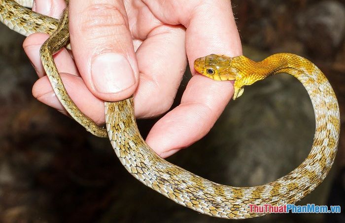 mo thay bi ran can vao tay khi o trong rung 110544342