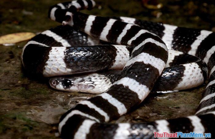 mo thay bi ran can vao tay ngay trong nha 111539406