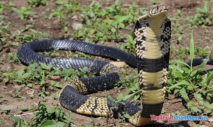 mo thay bi ran ho mang can vao chan 092000331