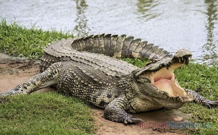 mo thay ca sau la diem gi so bao nhieu 093616946