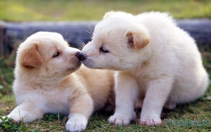 mo thay cho con la diem gi so bao nhieu tot hay xau 081341639 1