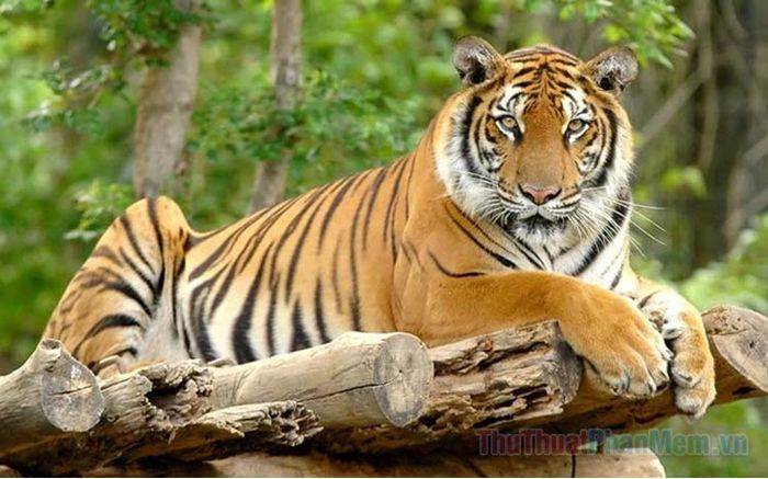 mo thay ho la diem gi so bao nhieu tot hay