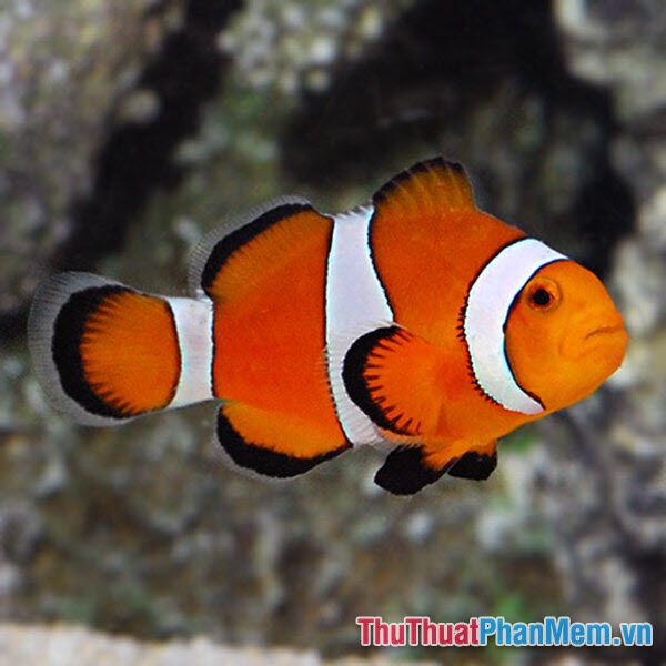 mo thay mua ca 030850648