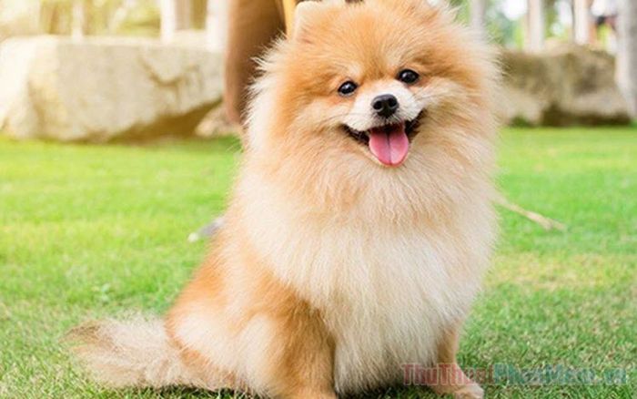 mo thay thu cung chet la diem bao gi so bao nhieu 091825356