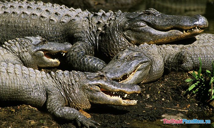 mong thay minh bi ca sau tan cong va bi thuong 093759805