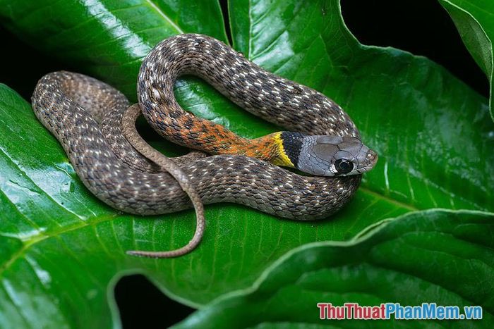 mot nguoi phu nu mo thay chong minh bi ran can 094102535