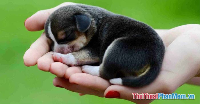 mot so nhung diem bao vegiac mo ve cho con khac 081605842