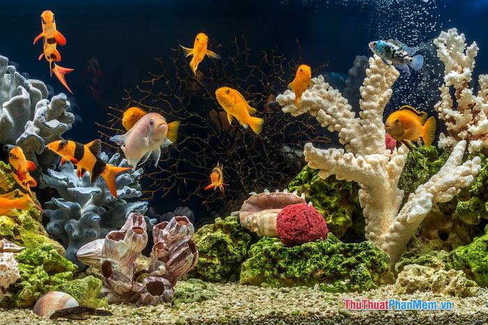 nam mo ca canh chet 091924012