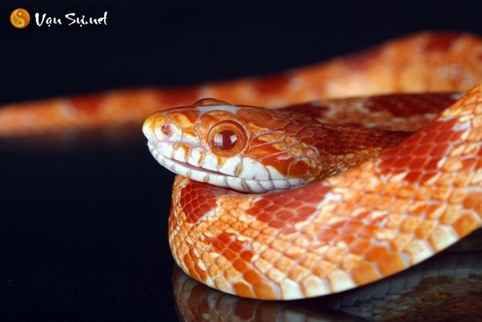 nam mo diem bao thay ran can con so