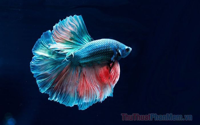 nam mo thay ca la diem bao gi so bao nhieu tot hay