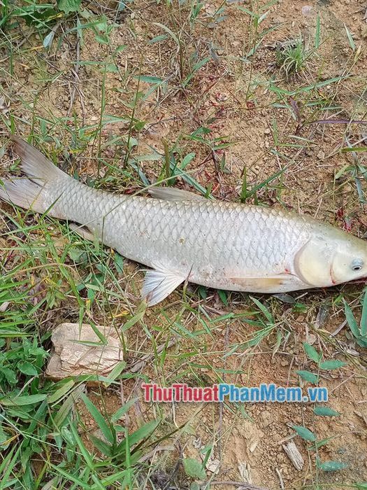 nam mo thay ca nhay len bo 031022773