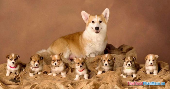 nam mo thay cho me tha cho con 081547639