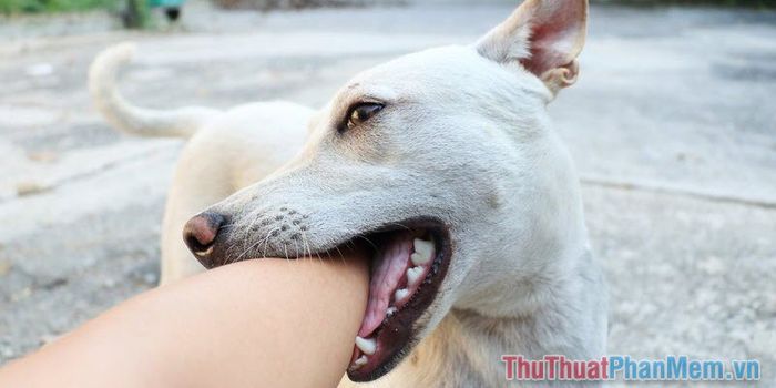 nam mo thay cho trang can 015908630