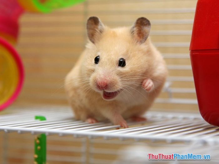 nam mo thay chuot chay vao nha 033806260