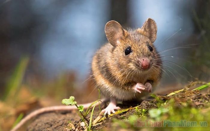 nam mo thay chuot la diem gi so bao nhieu tot hay xau 033417807 1